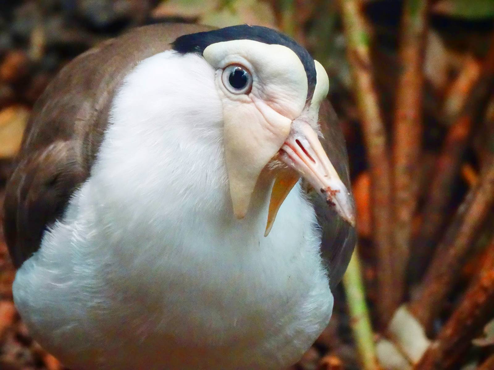 Aug. 2015 - Wings of the World - Australasia - Masked Lapwing