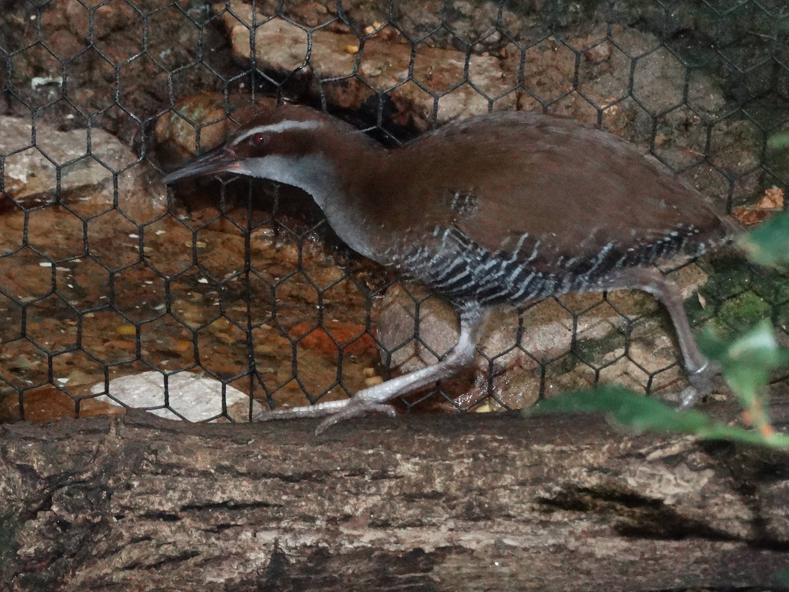 Aug. 2015 - Wings of the World - Australasia - The Ever Unseen Guam Rail