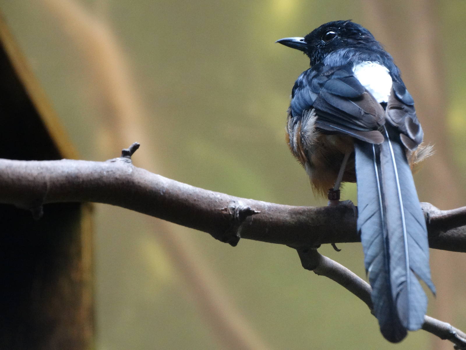 Aug. 2015 - Wings of the World - Australasia - White-rumped Shama (New Spec