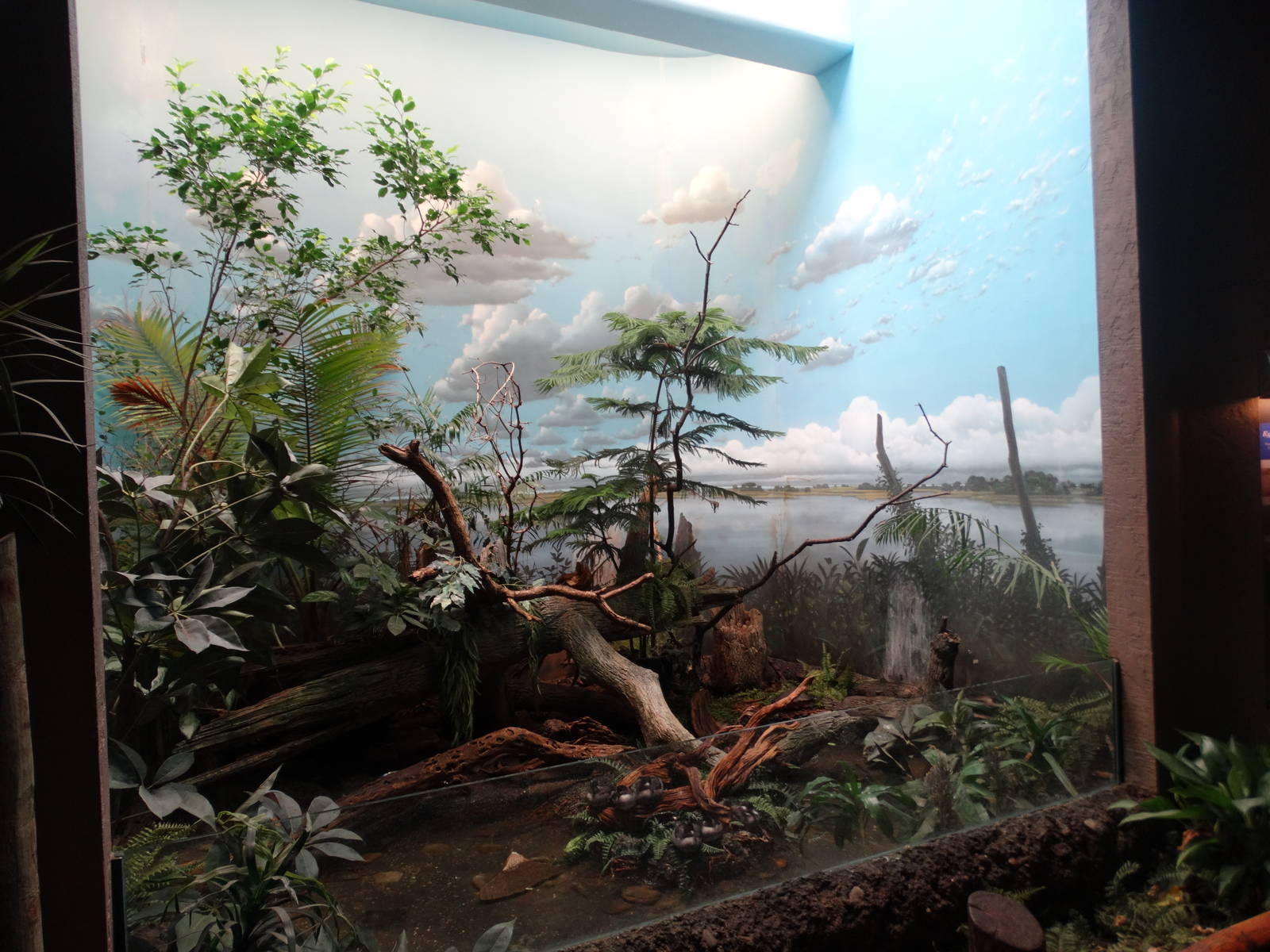 Aug. 2015 - Wings of the World - Nursery for Juvenile Birds (5 Species)