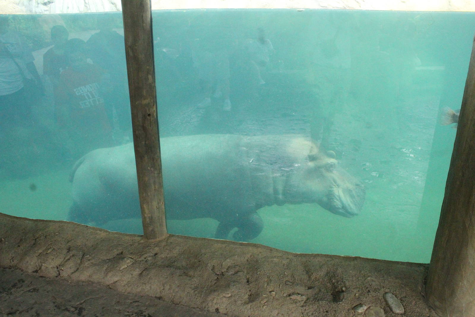 Aug. 2016 - Africa - Bibi walking along the bottom of the pool