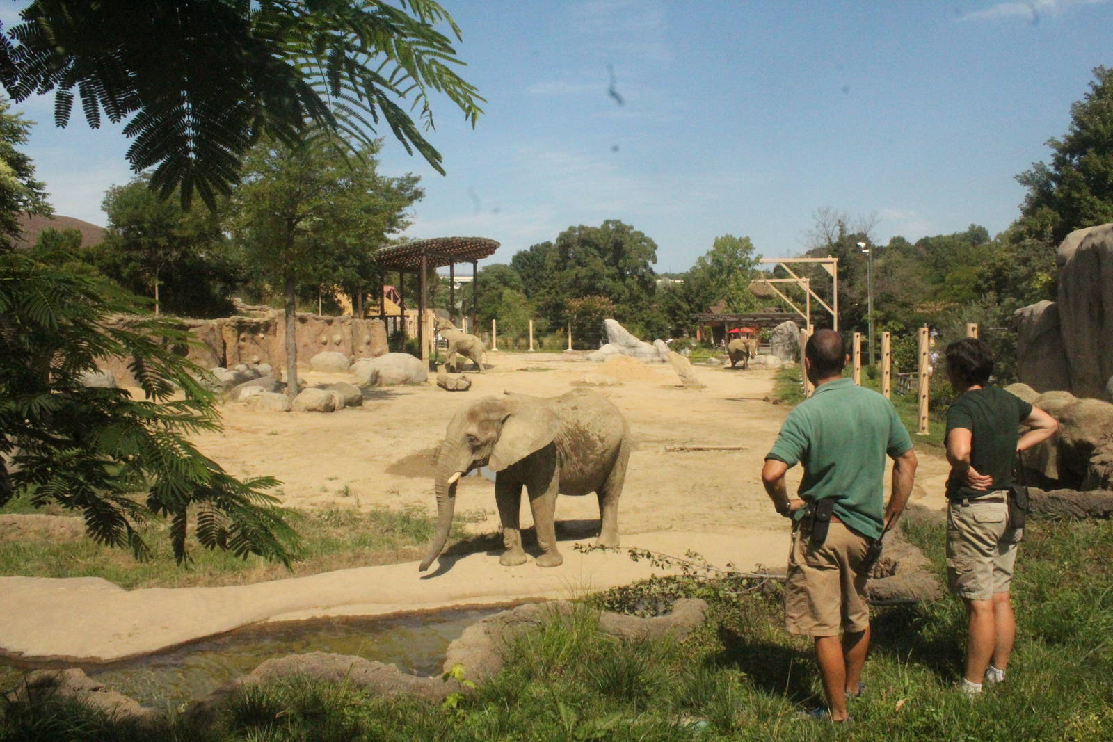Aug. 2016 - African Elephant Crossing - First Yard - Elevated View