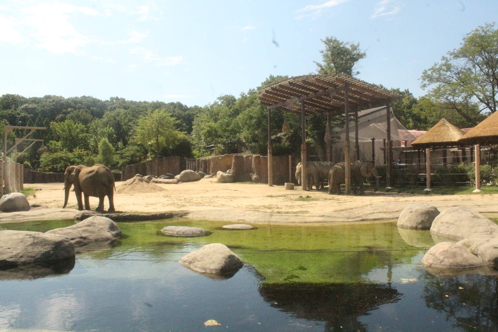 Aug. 2016 - African Elephant Crossing - First Yard - Ground View