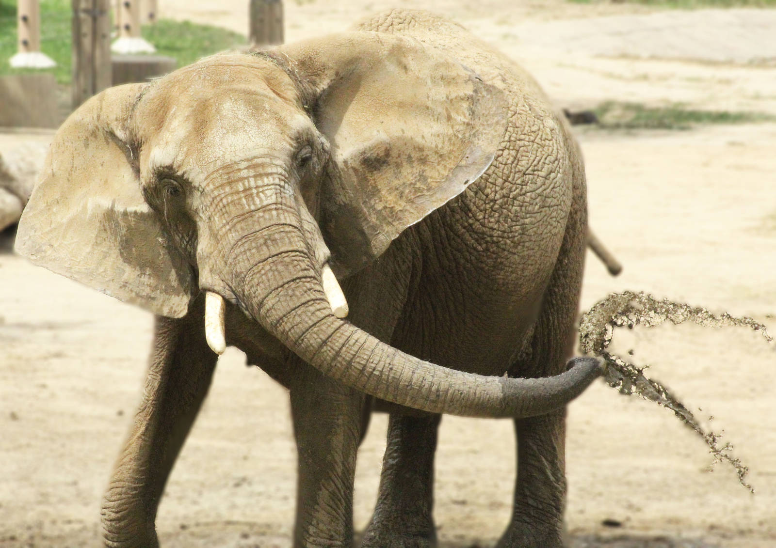 Aug. 2016 - African Elephant Crossing - Kallie