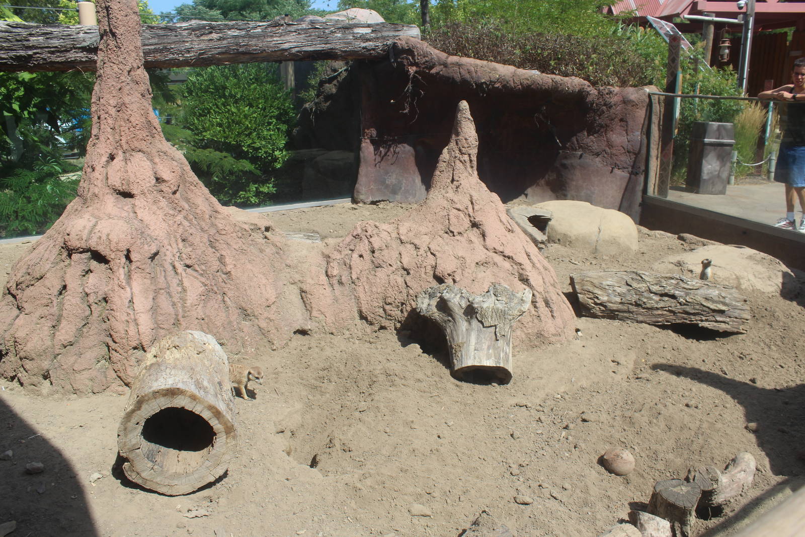 Aug. 2016 - African Elephant Crossing - Meerkat Exhibit