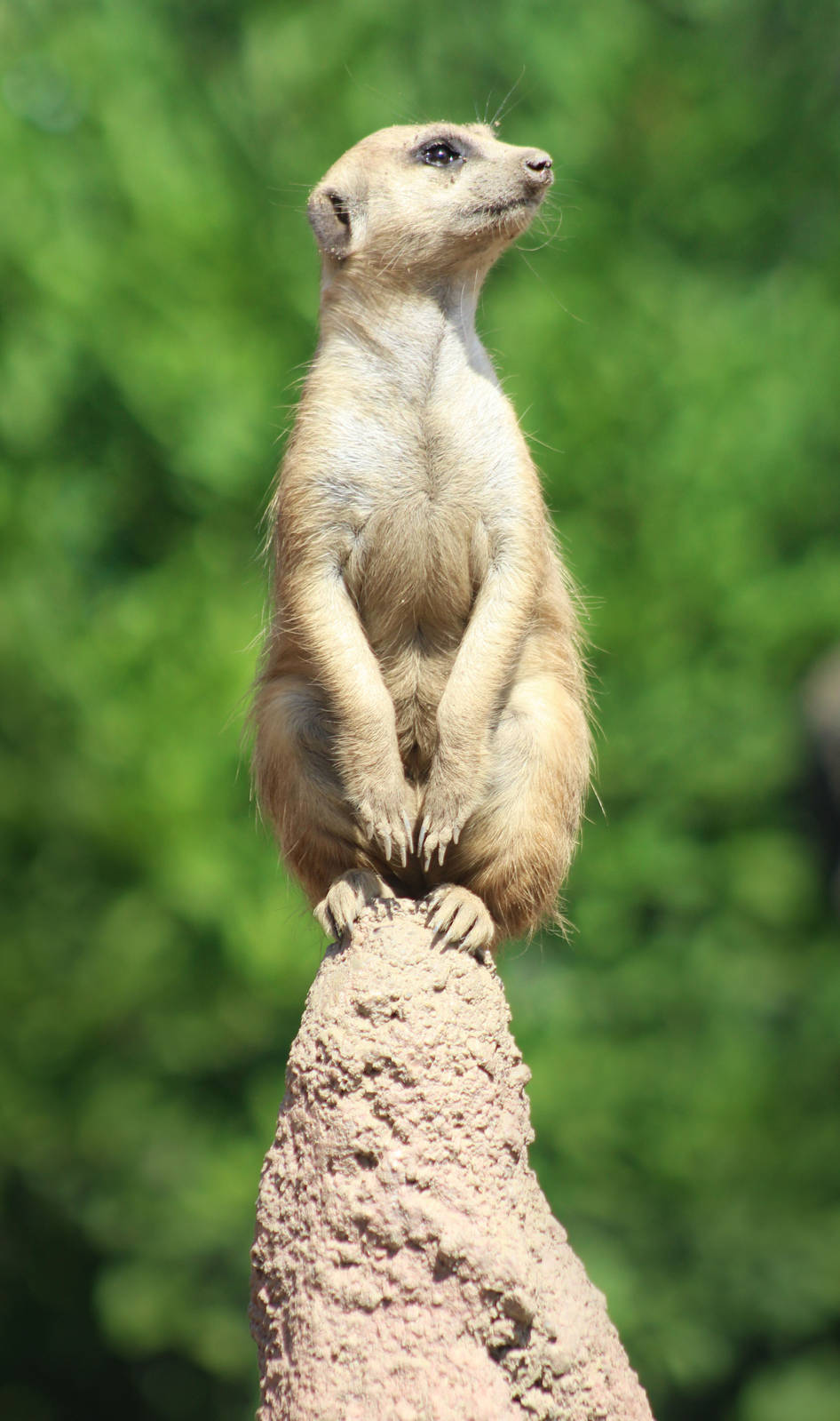 Aug. 2016 - African Elephant Crossing - Meerkat