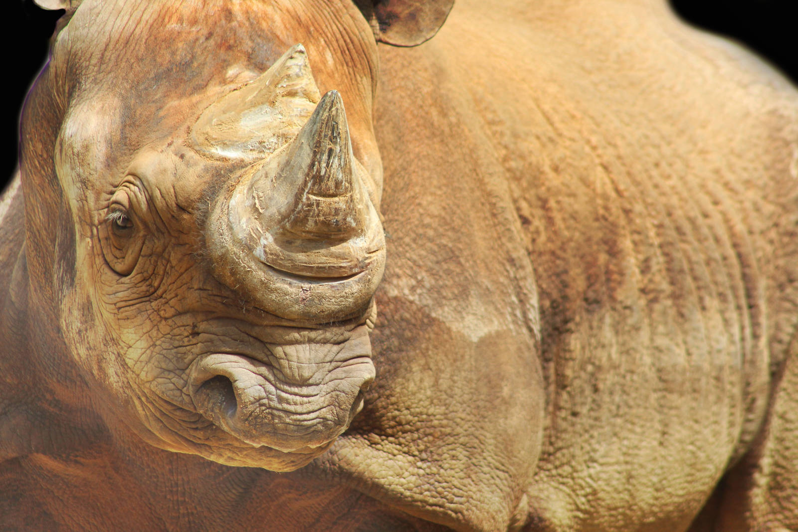 Aug. 2016 - African Savannah - Black Rhinoceros