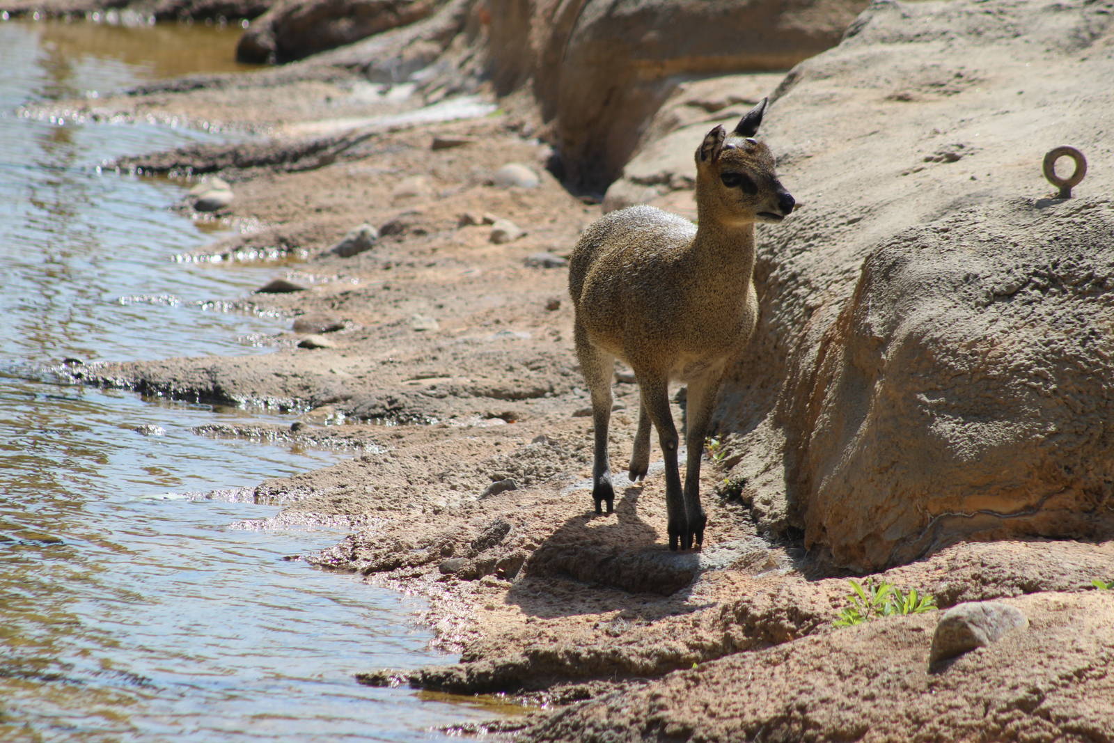 Aug. 2016 - African Savannah - Monkey Island - Klipspringer