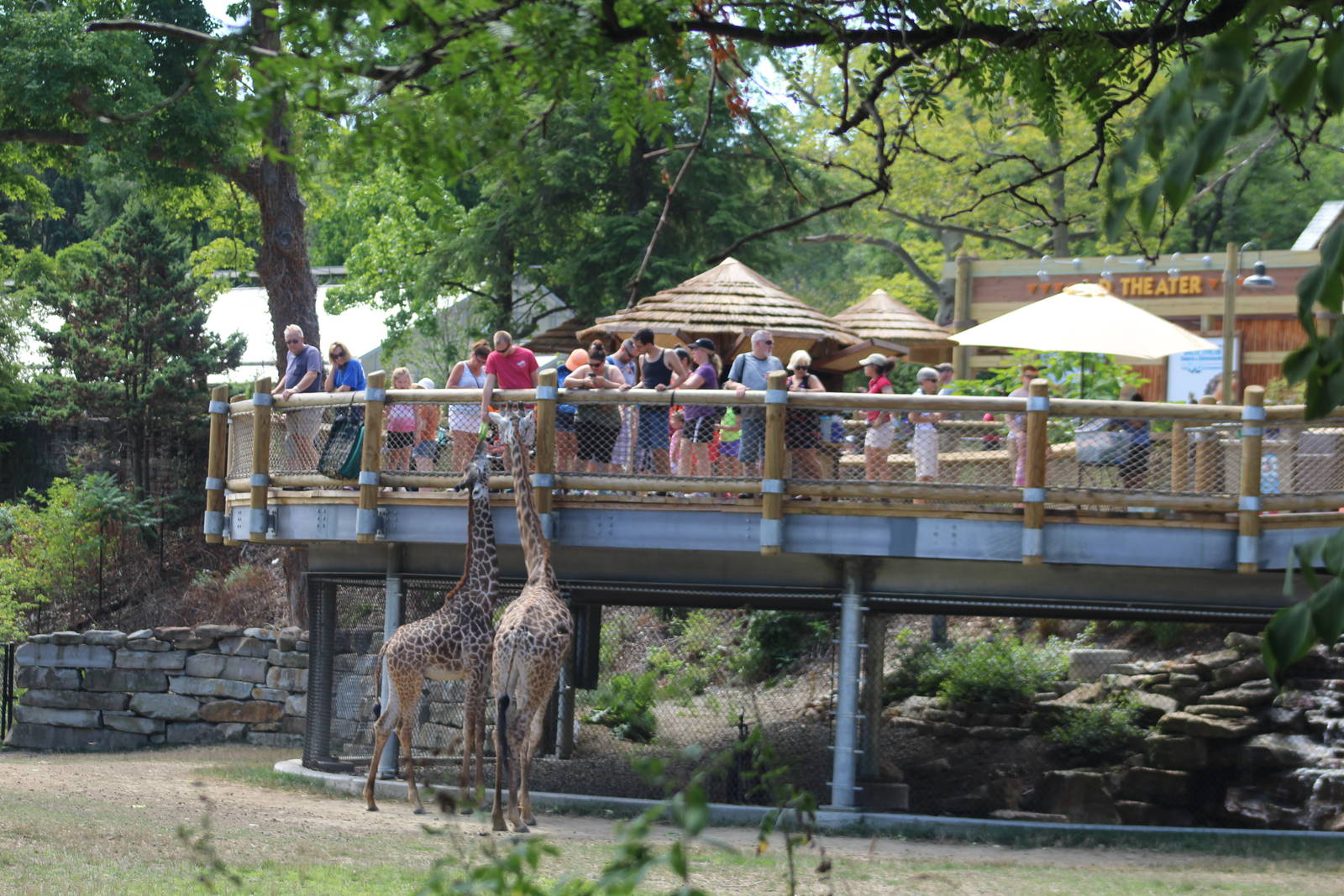 Aug. 2016 - African Savannah - New Giraffe Feeding Station