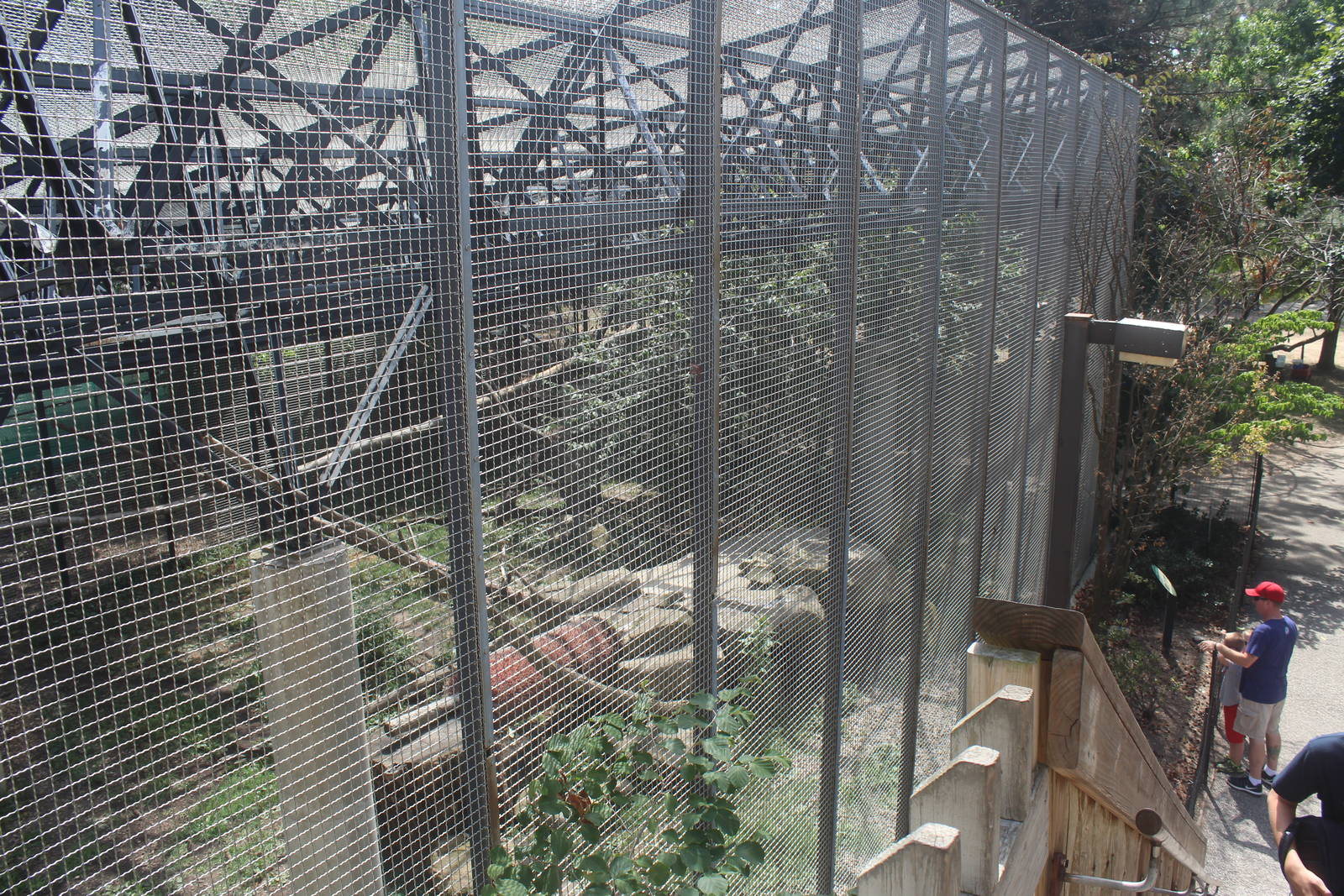 Aug. 2016 - Amur Leopard Exhibit