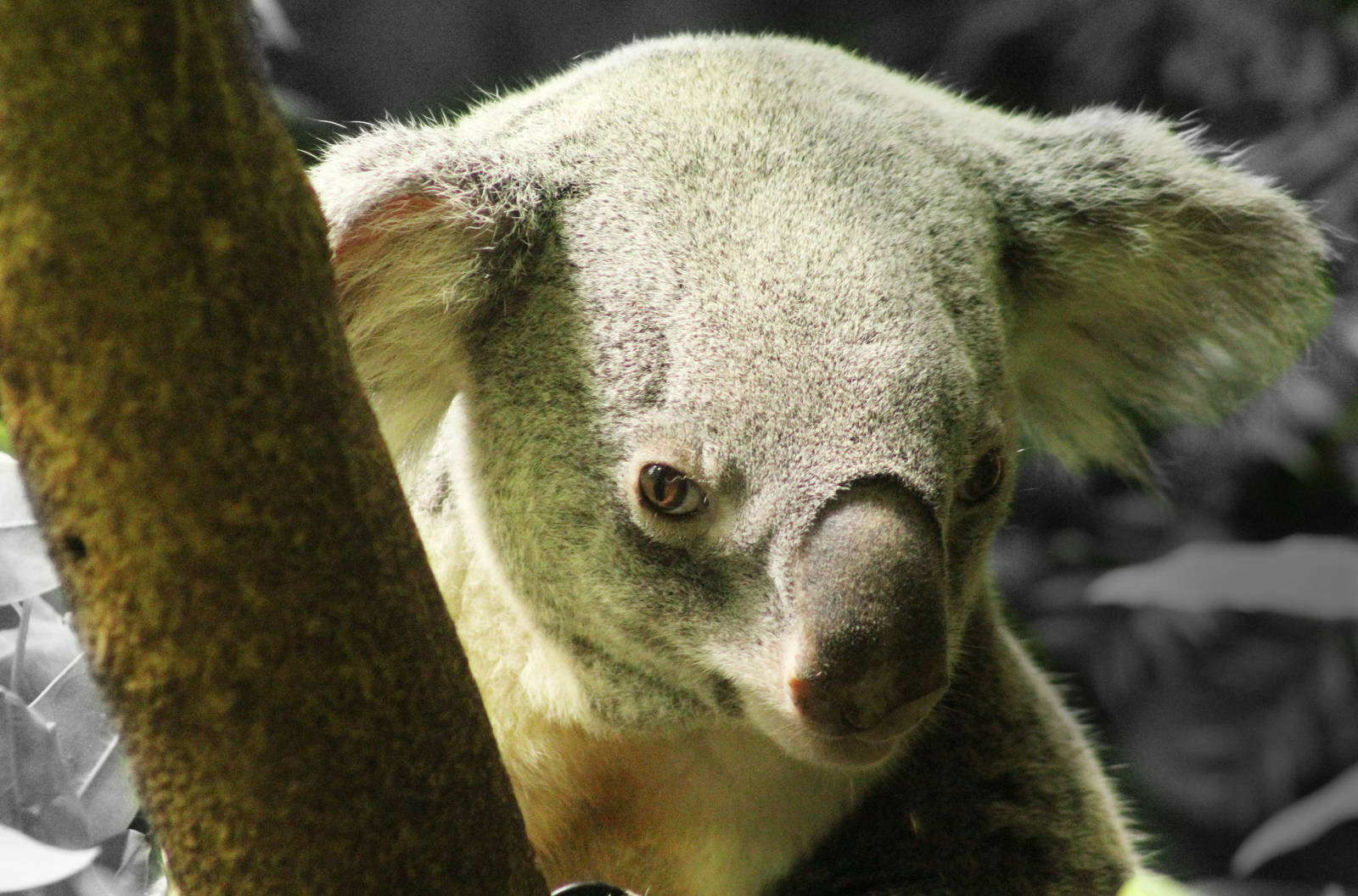 Aug. 2016 - Australian Adventure - Koala