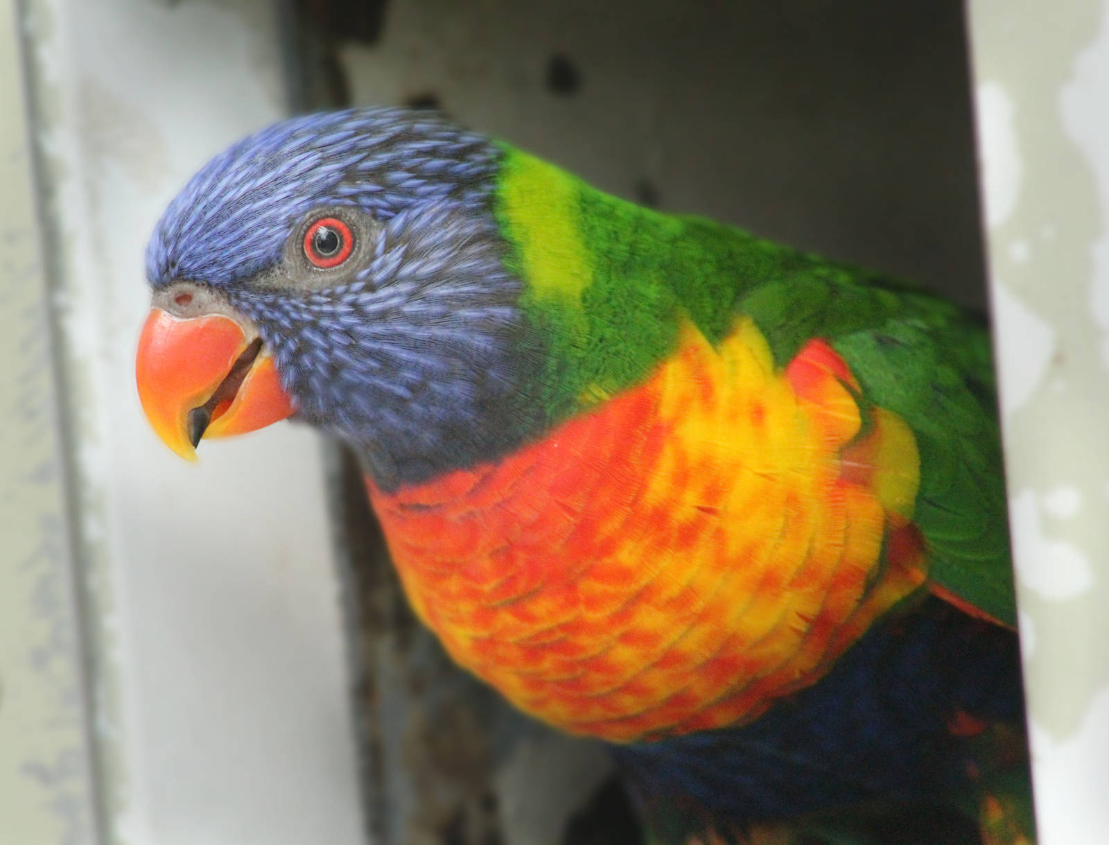 Aug. 2016 - Australian Adventure - Lorikeet Lane - Blue Mountain Lorikeet