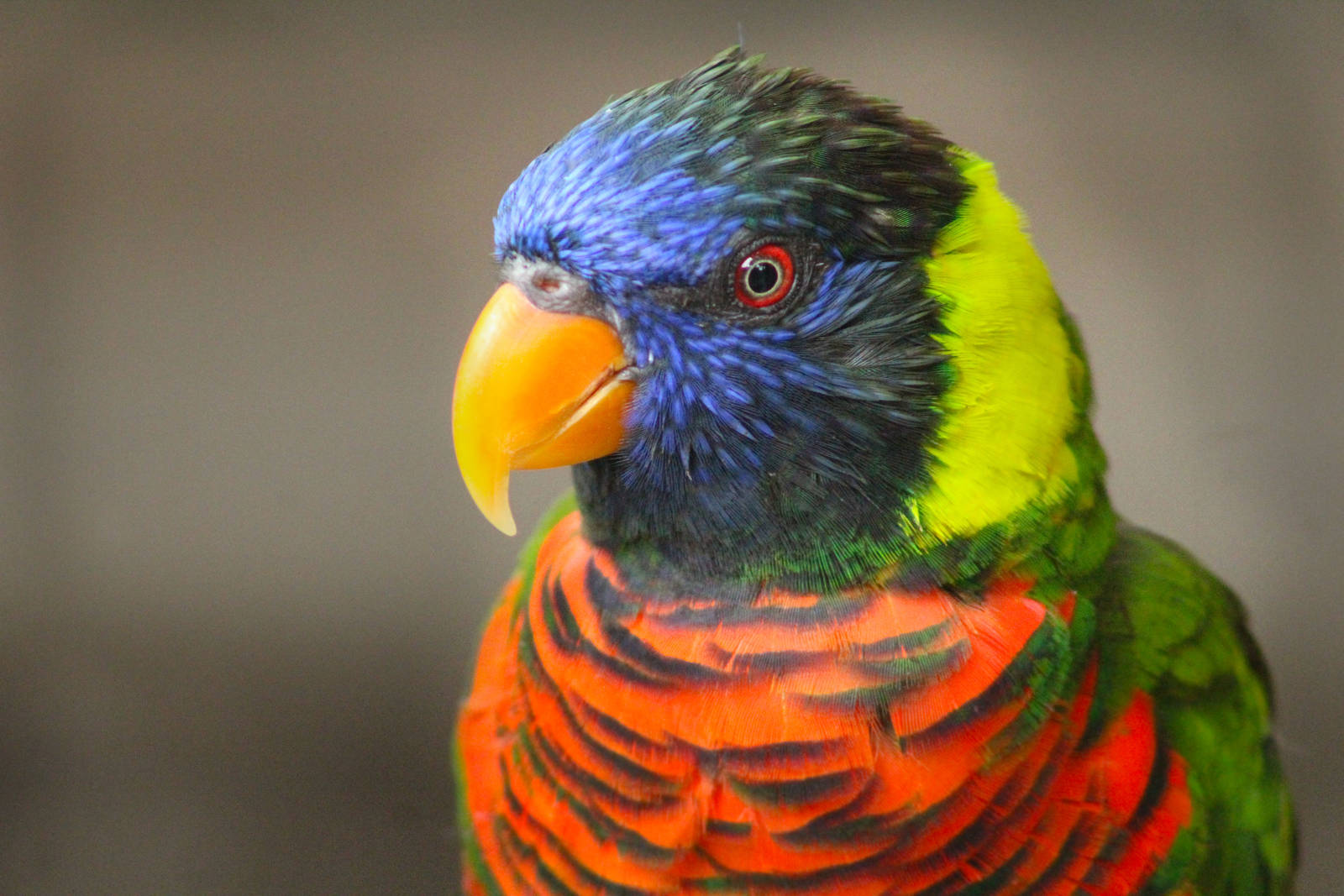 Aug. 2016 - Australian Adventure - Lorikeet Lane - Green-naped Lorikeet