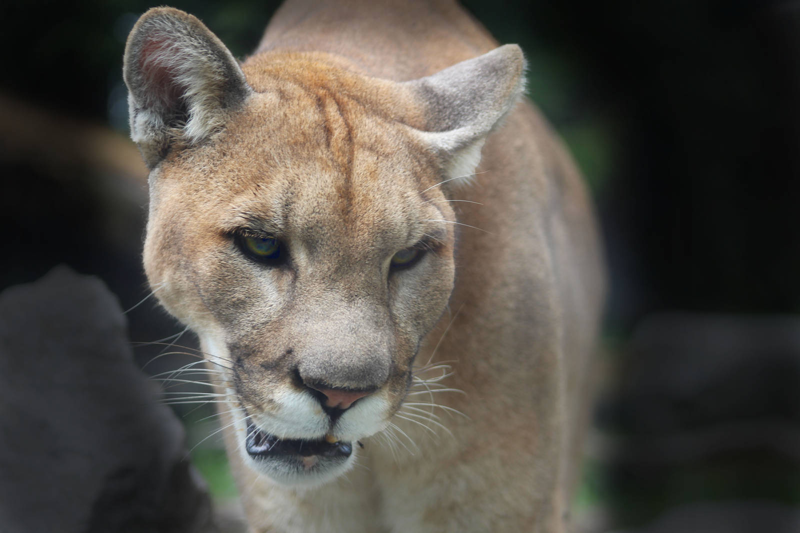 Aug. 2016 - Cat Canyon - Tecumseh