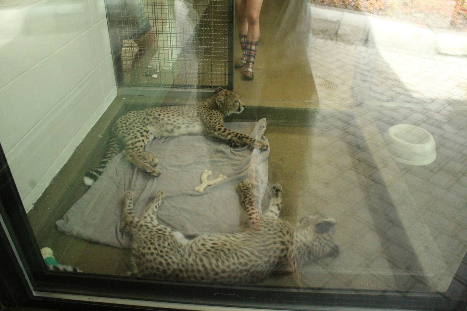 Aug. 2016 - Children's Zoo - Cheetahs in the nursery