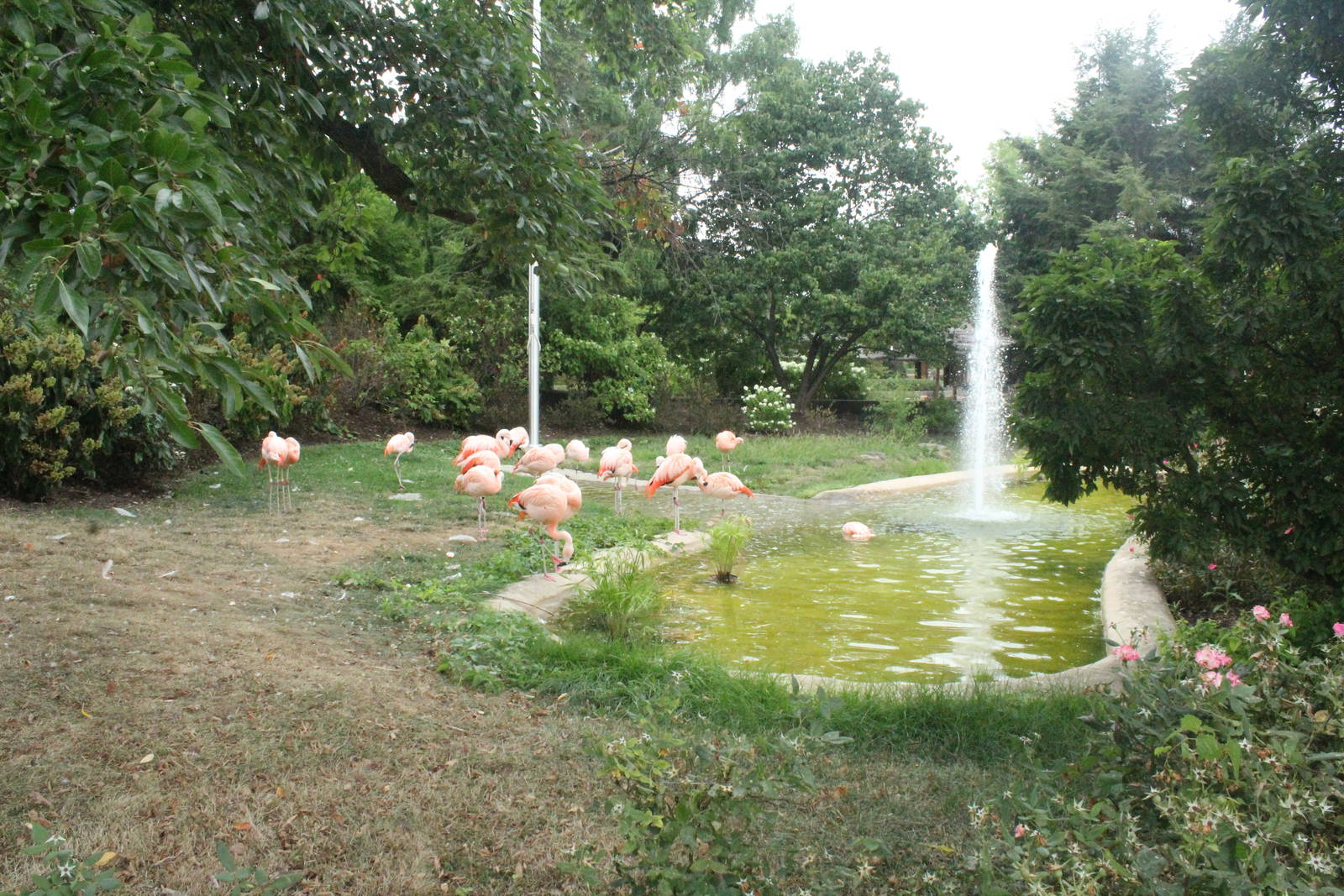 Aug. 2016 - Chilean Flamingo Exhibit
