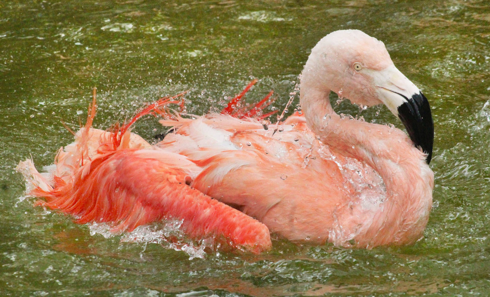 Aug. 2016 - Chilean Flamingo