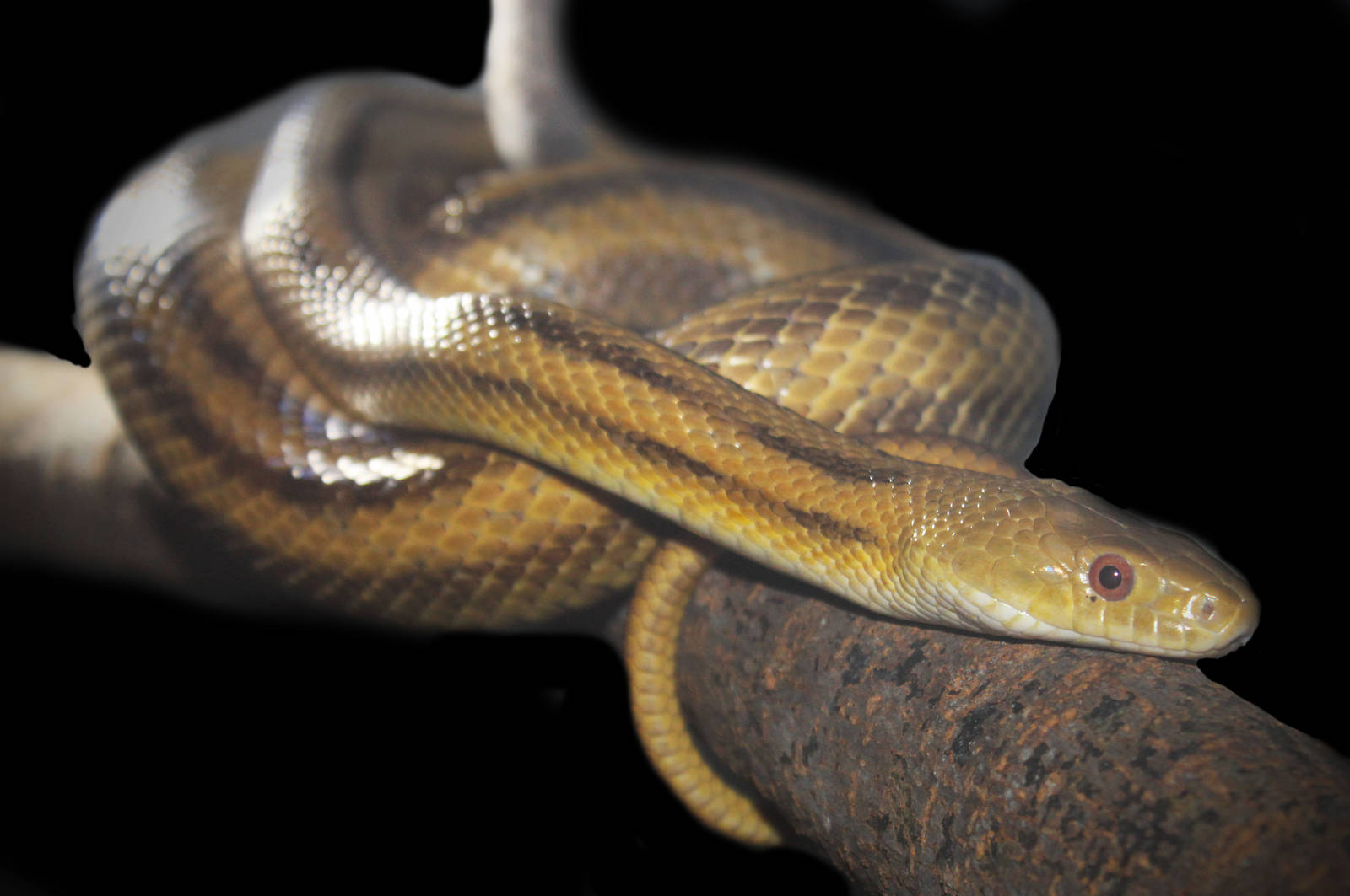 Aug. 2016 - Desert - Everglades Rat Snake