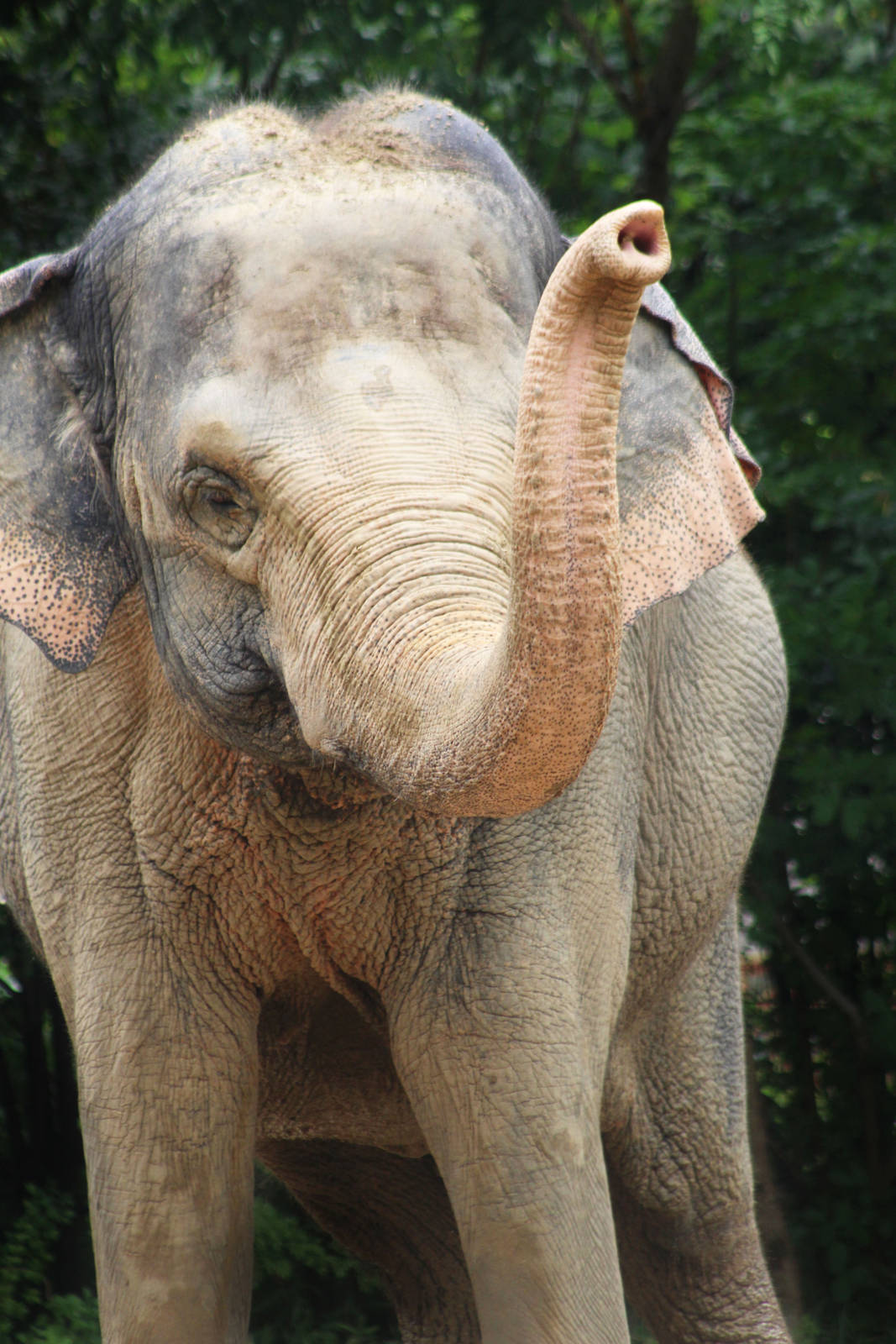 Aug. 2016 - Elephant Reserve - Schottzie