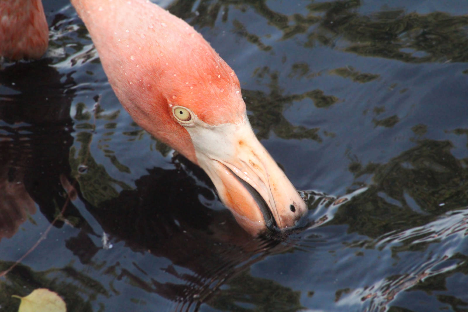 Aug. 2016 - Flights of Fancy: Brilliance of Birds - Caribbean Flamingo