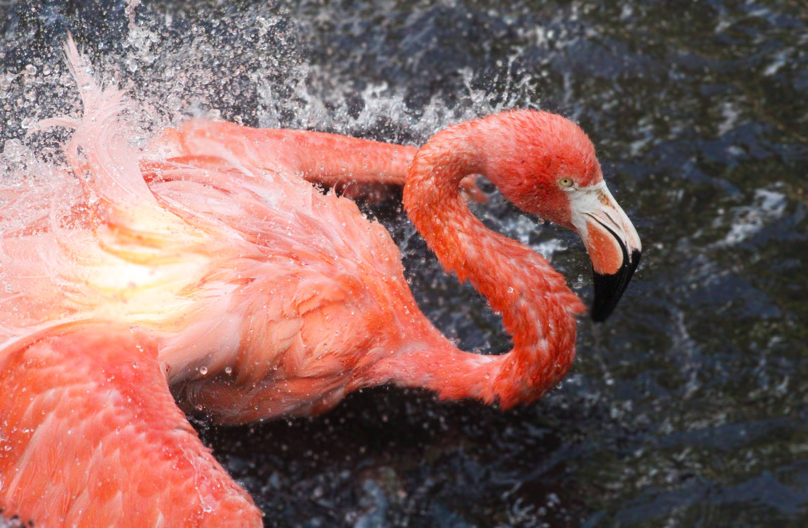 Aug. 2016 - Flights of Fancy: Brilliance of Birds - Caribbean Flamingo
