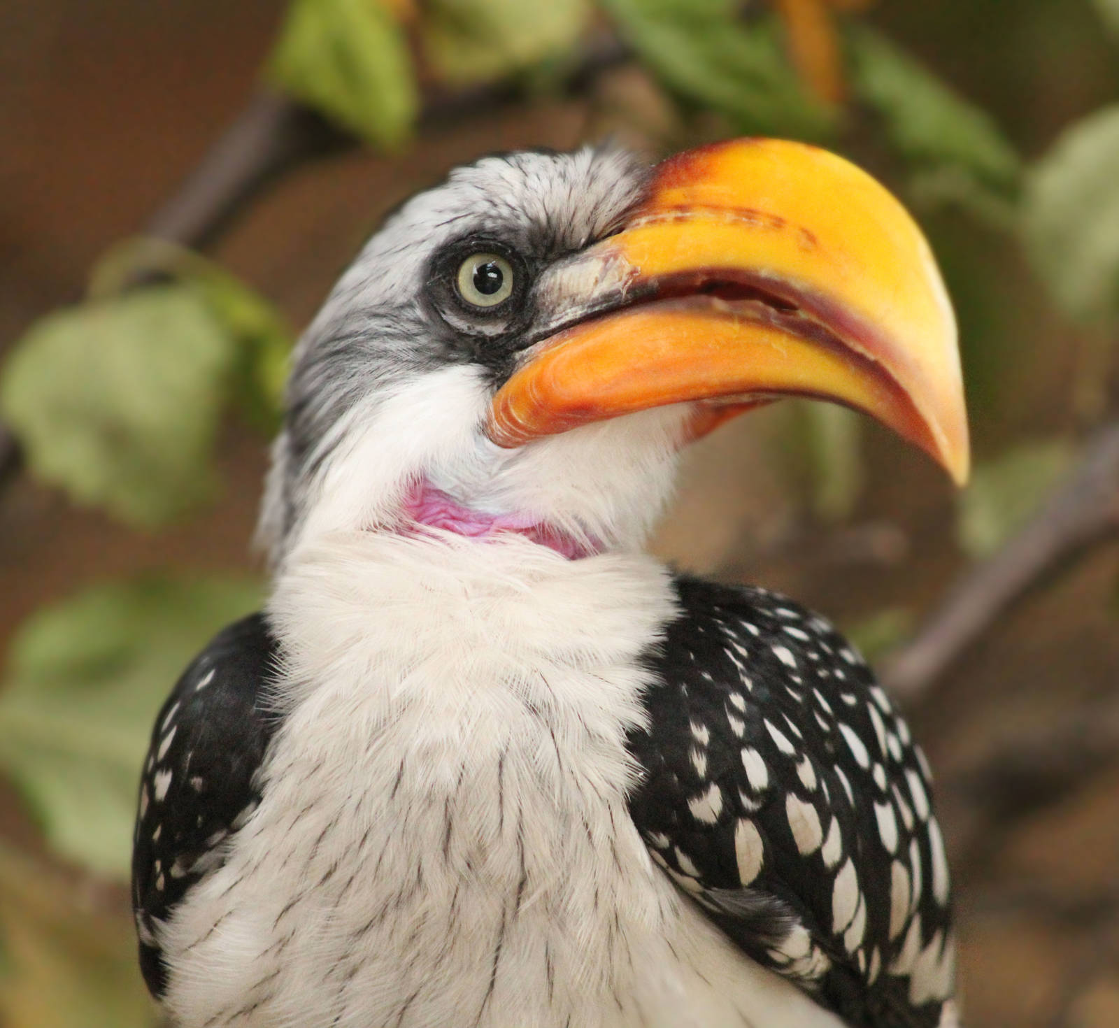 Aug. 2016 - Flights of Fancy: Brilliance of Birds - Yellow-billed Hornbill