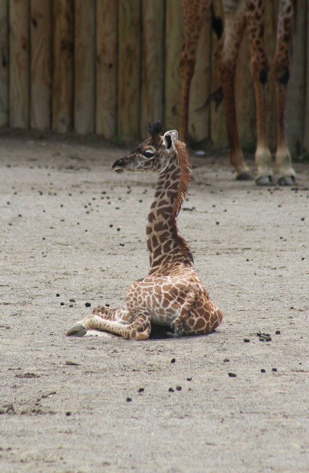 Aug. 2016 - Giraffe Ridge - Baby Cora
