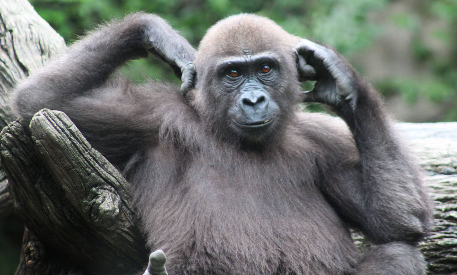 Aug. 2016 - Gorilla World - Gladys