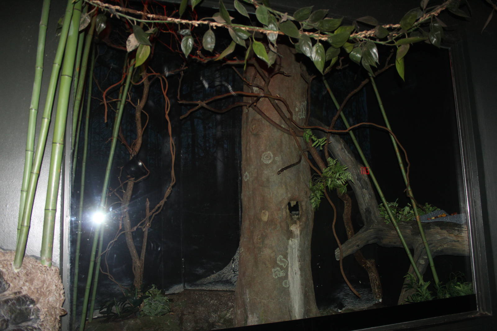 Aug. 2016 - Jungle Trails - Grey Bamboo Lemur + Potto Exhibit