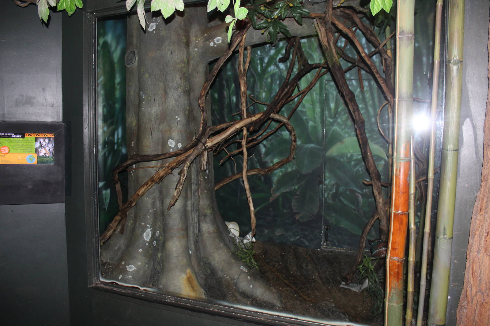 Aug. 2016 - Jungle Trails - Large-spotted Genet Exhibit