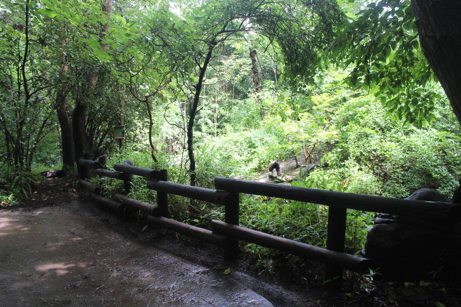 Aug. 2016 - Jungle Trails - Mueller's Gibbon Exhibit
