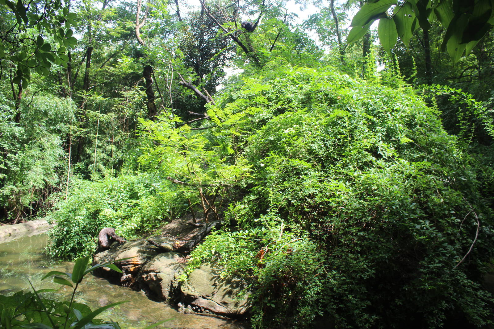 Aug. 2016 - Jungle Trails - Mueller's Gibbon Exhibit