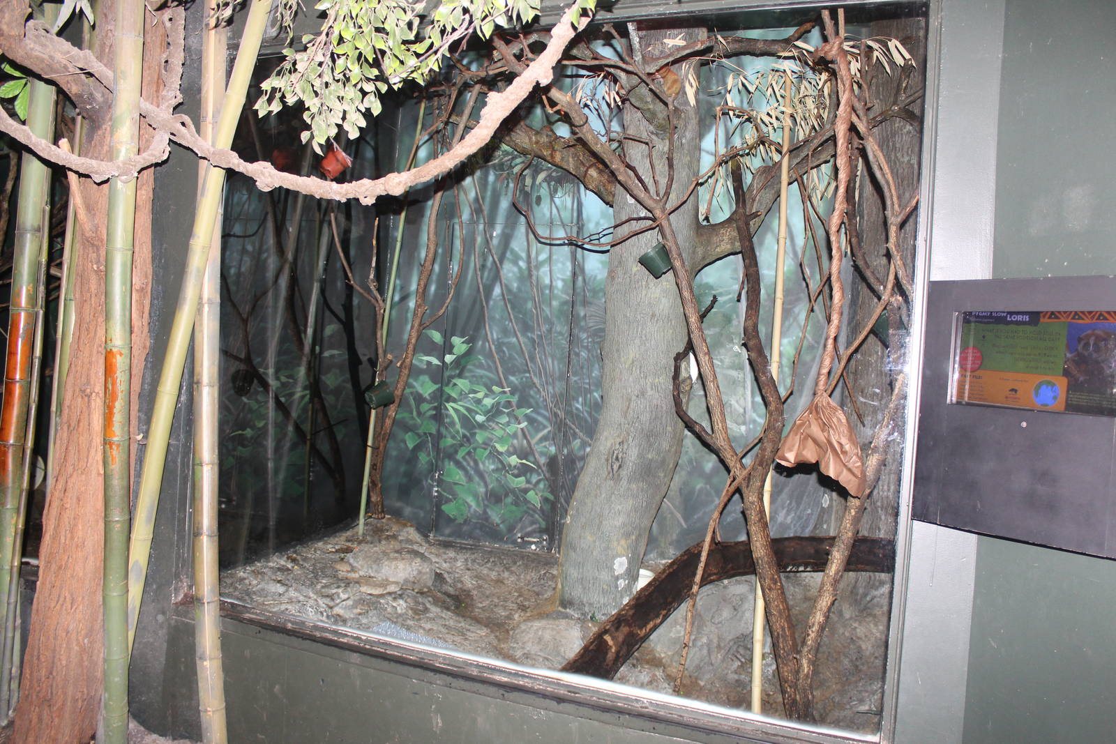 Aug. 2016 - Jungle Trails - Pygmy Slow Loris Exhibit