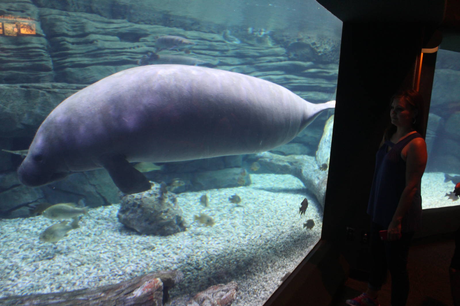 Aug. 2016 - Manatee Springs - Betsy