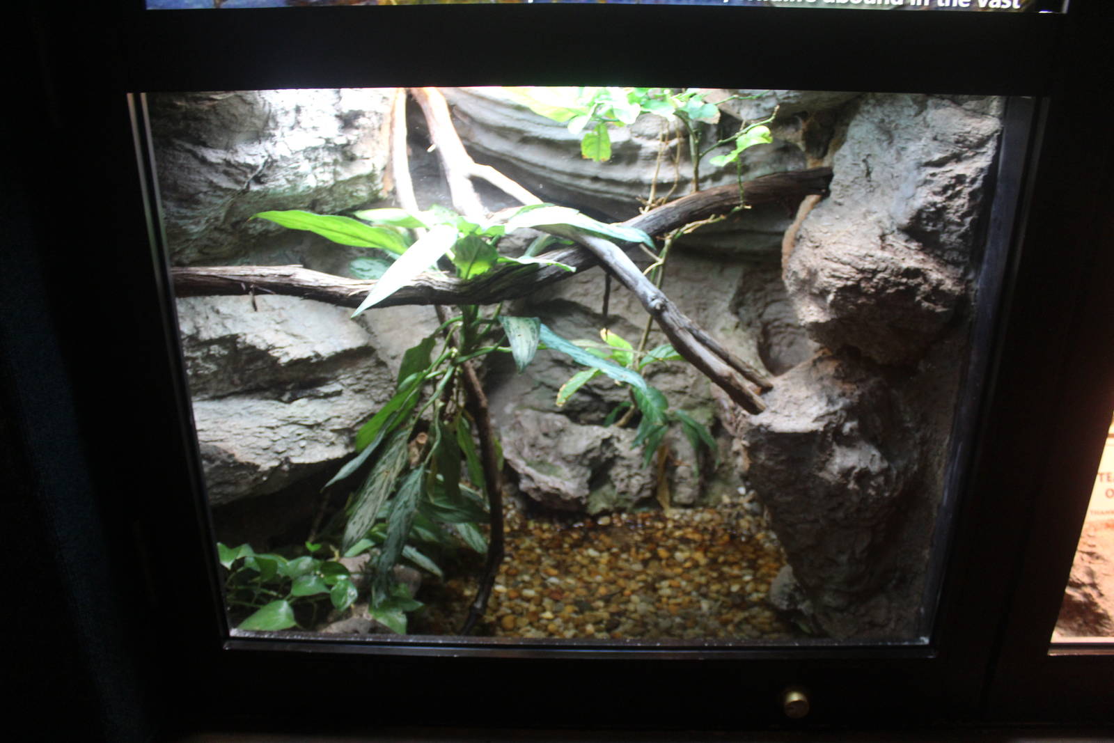 Aug. 2016 - Manatee Springs - Green Basilisk Exhibit