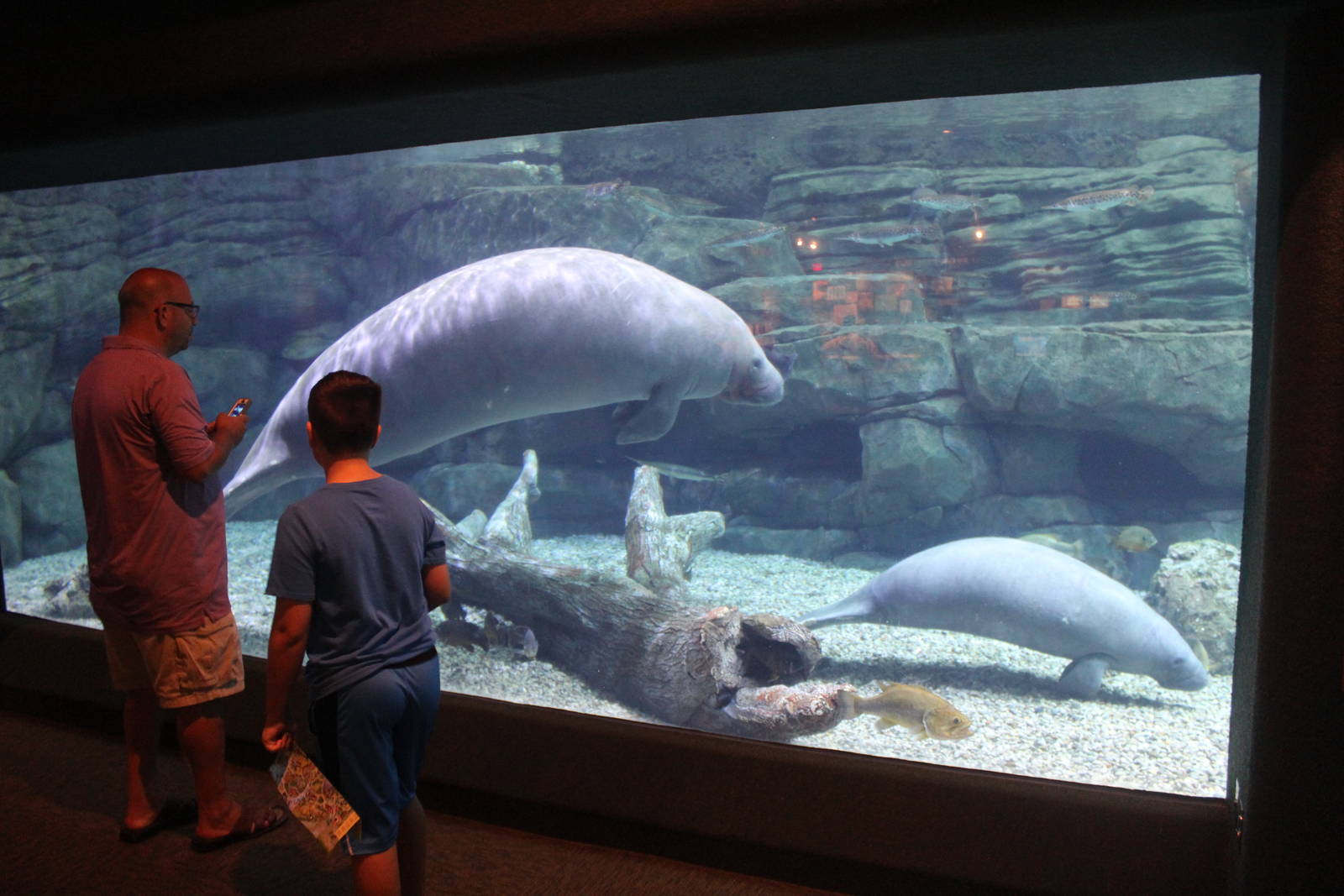 Aug. 2016 - Manatee Springs - Manatee Tank - First Viewing