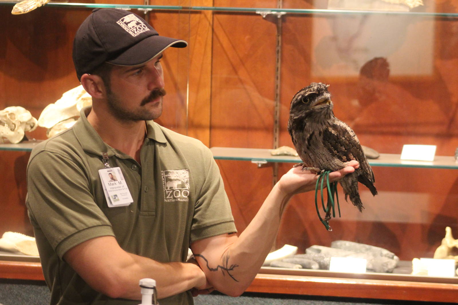 Aug. 2016 - Manatee Springs - Tawny Frogmouth Presentation