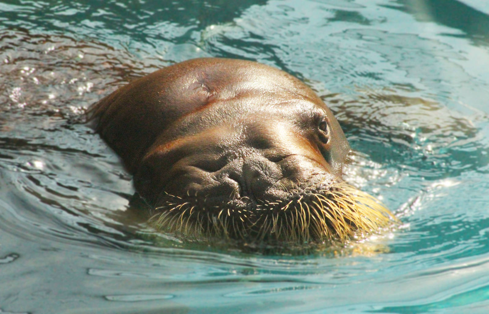 Aug. 2016 - Marine Mammals - Pacific Walrus
