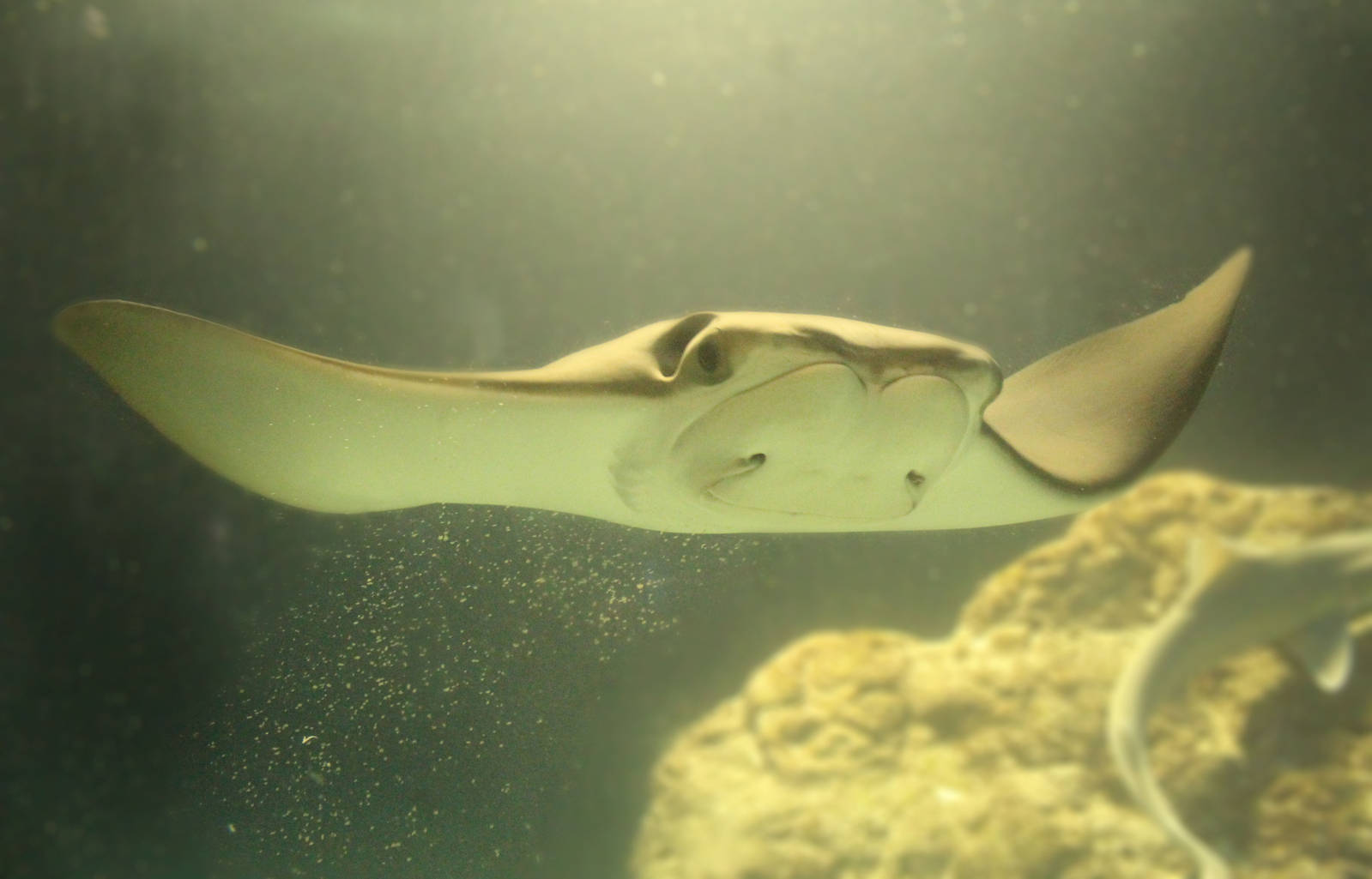 Aug. 2016 - Oceans - Cownose Ray