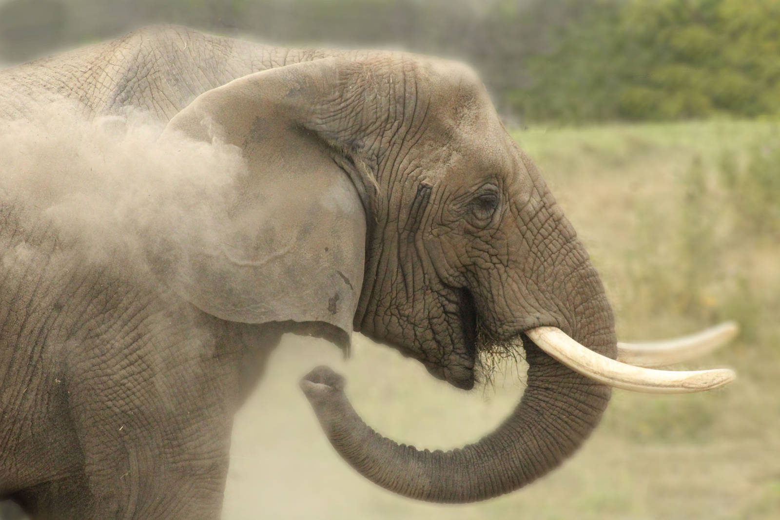 Aug. 2016 - Plains - African Elephant - Sophi