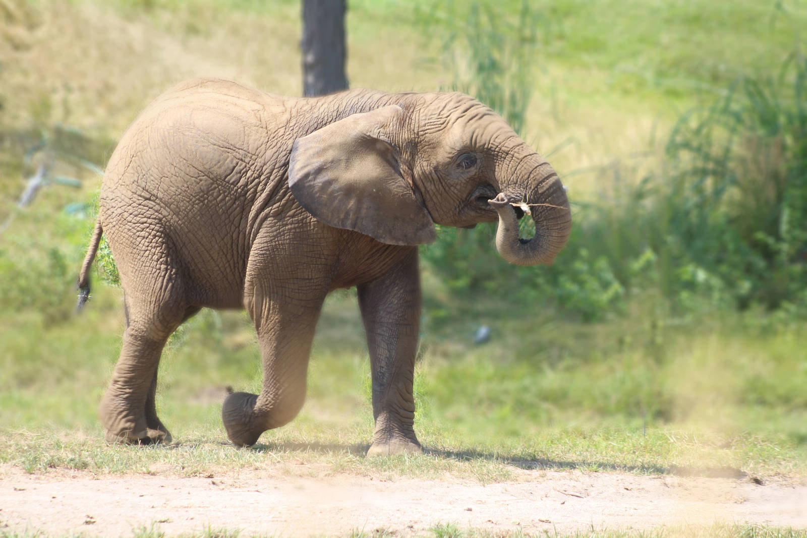 Aug. 2016 - Plains - African Elephant