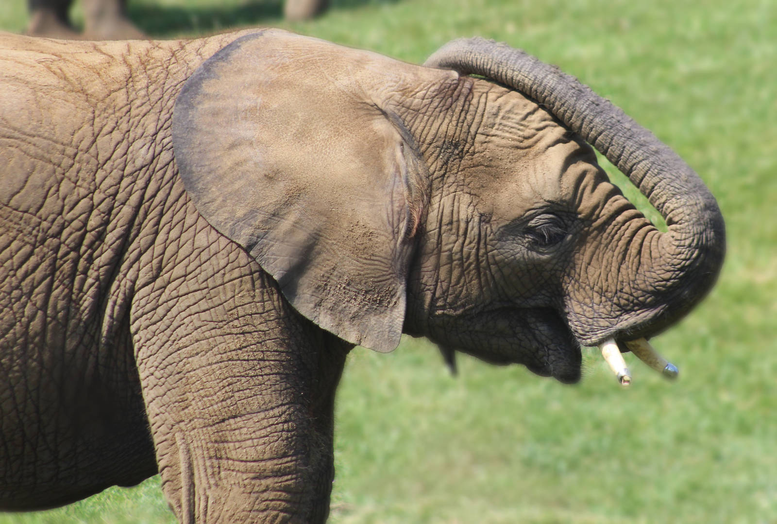 Aug. 2016 - Plains - Kalina