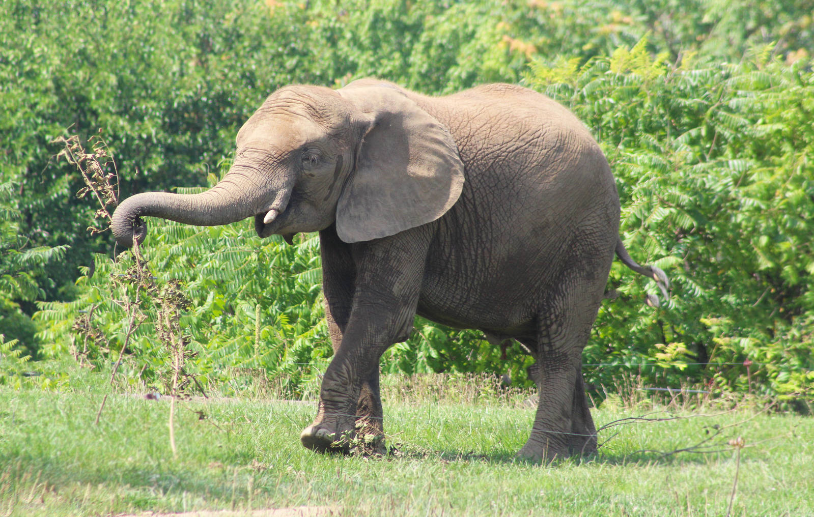 Aug. 2016 - Plains - Kedar