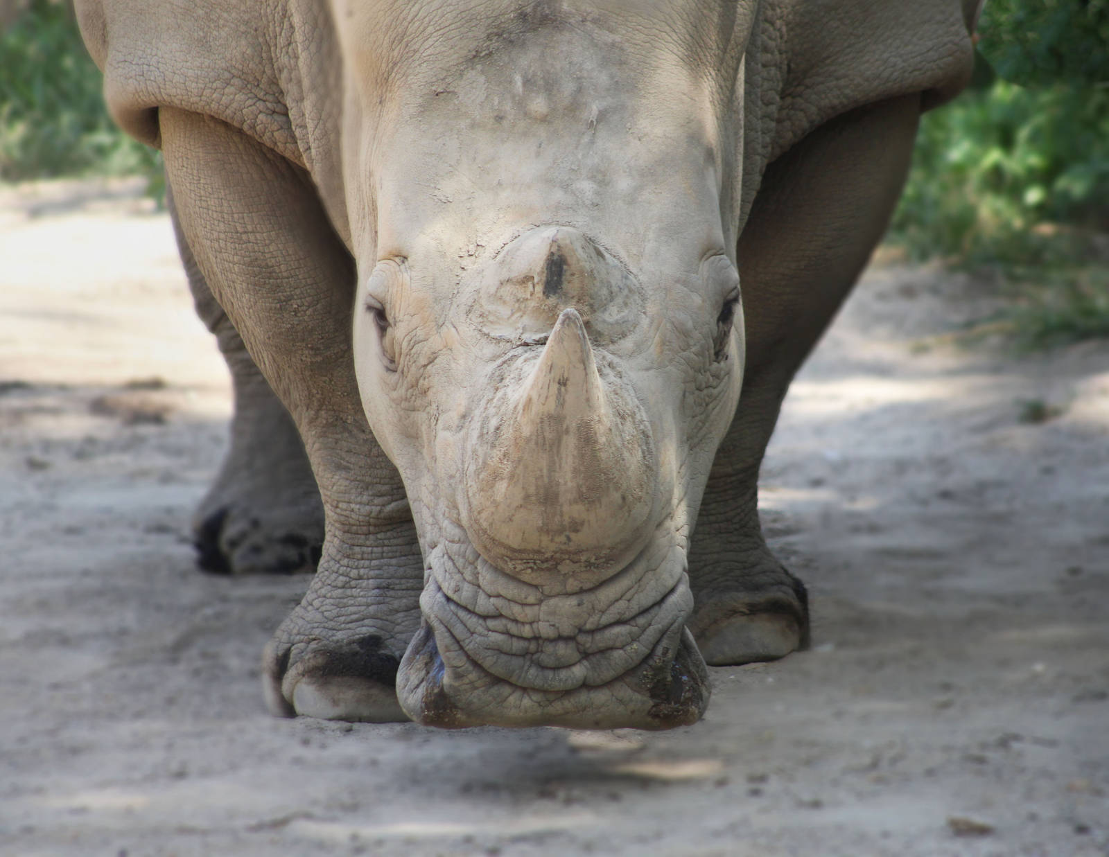 Aug. 2016 - Plains - Southern White Rhino