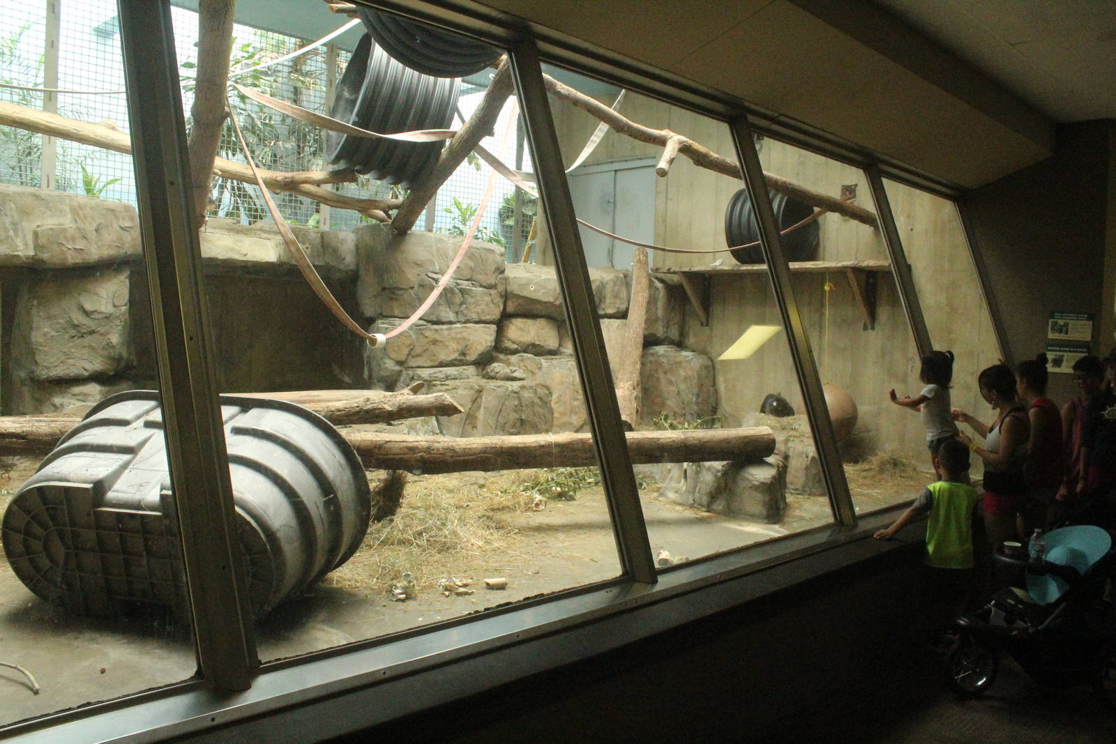 Aug. 2016 - Primates + Cats and Aquatics - 1 of 3 Mandrill Exhibits