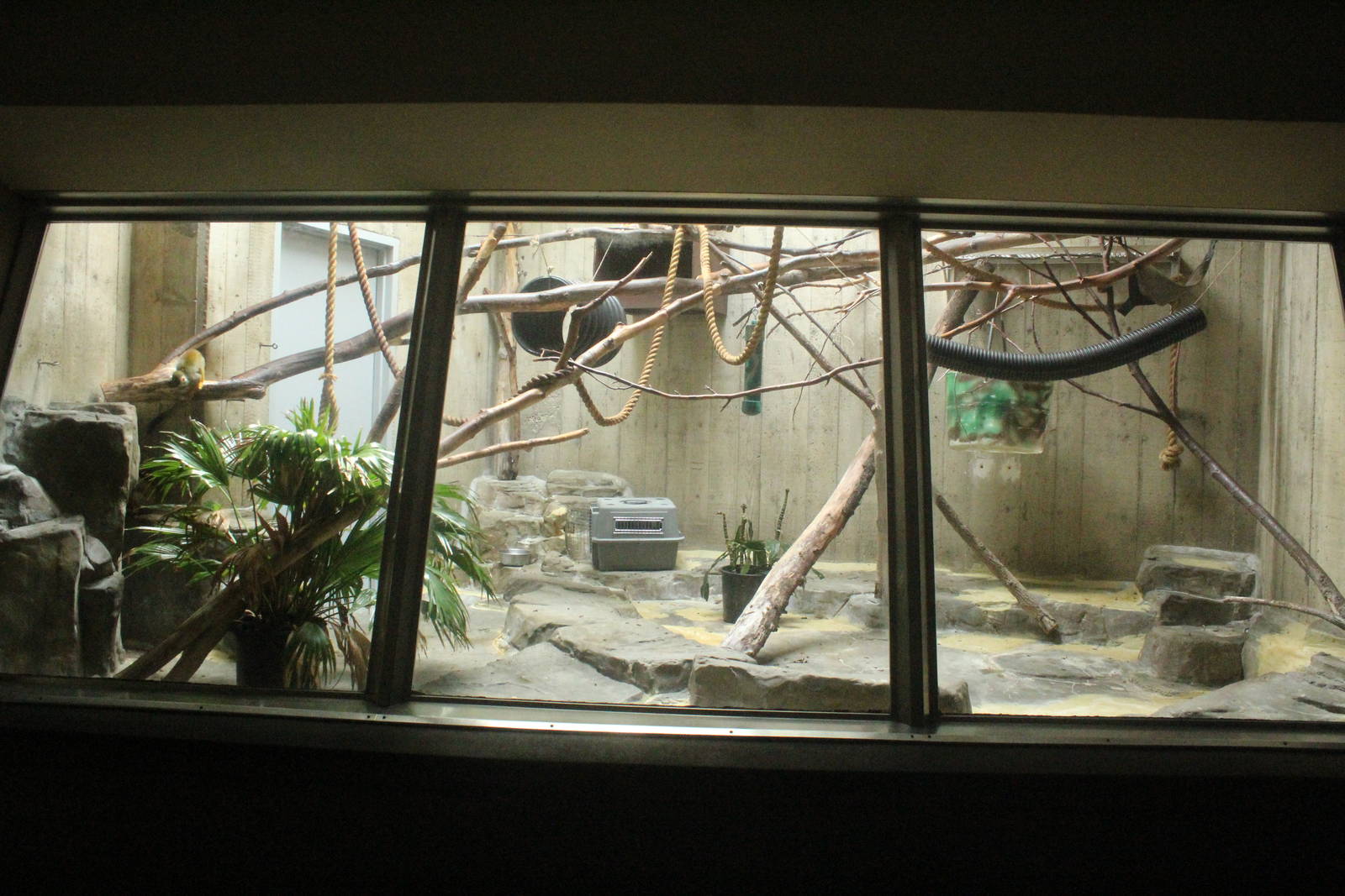 Aug. 2016 - Primates + Cats and Aquatics - Common Squirrel Monkey Exhibit