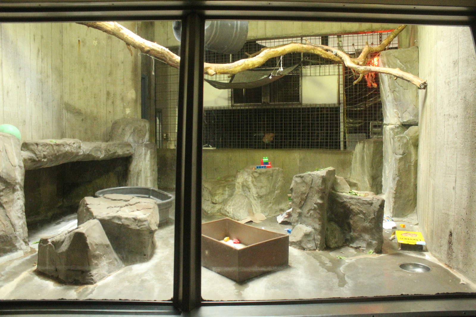 Aug. 2016 - Primates + Cats and Aquatics - First Allen's Swamp Monkey Exhib