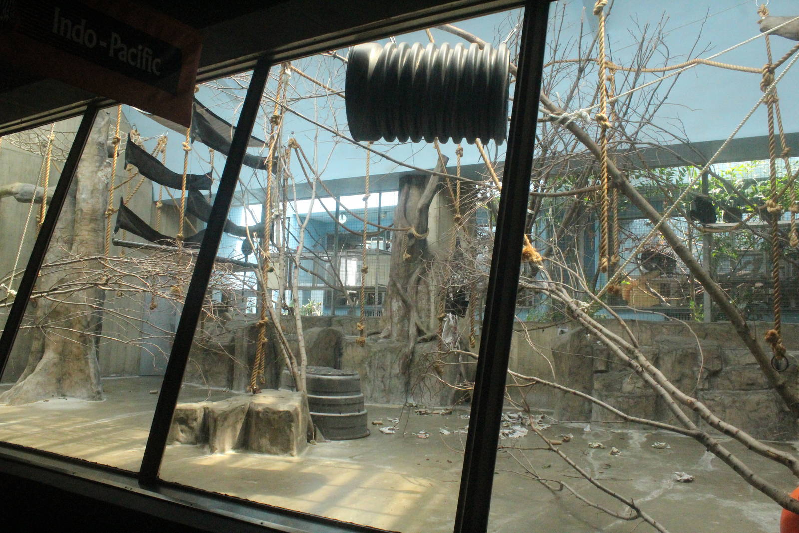 Aug. 2016 - Primates + Cats and Aquatics - Francois Langur Exhibit