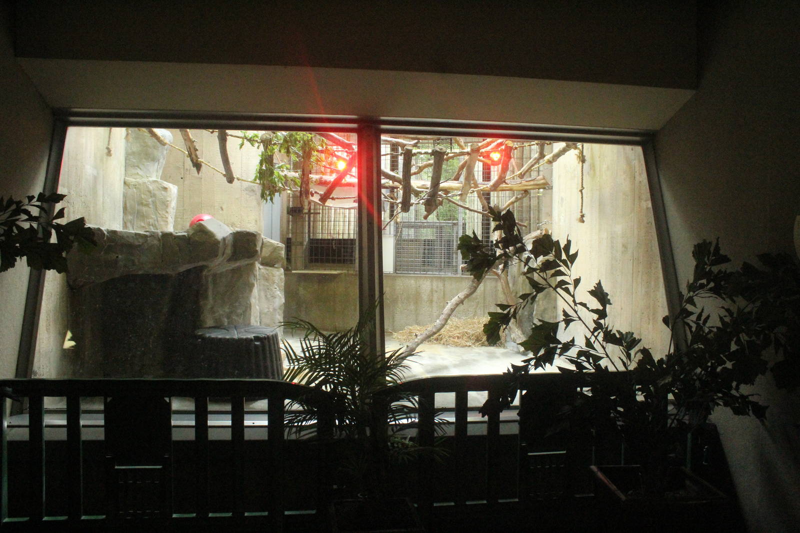 Aug. 2016 - Primates + Cats and Aquatics - Golden-bellied Managabey Exhibit