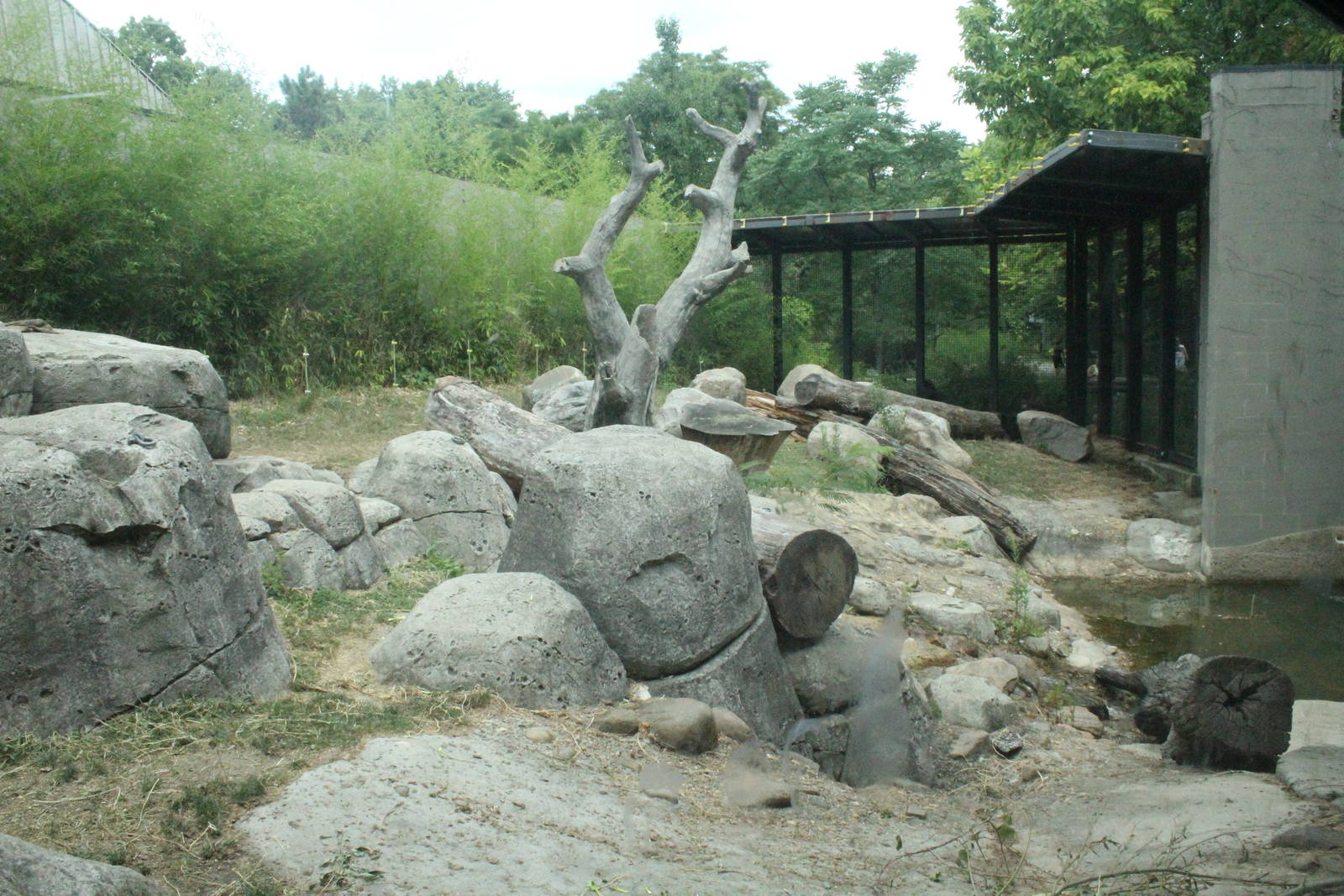 Aug. 2016 - Primates + Cats and Aquatics - Gorilla Exhibit